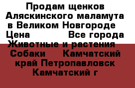 Продам щенков Аляскинского маламута в Великом Новгороде › Цена ­ 5 000 - Все города Животные и растения » Собаки   . Камчатский край,Петропавловск-Камчатский г.